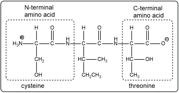 Labeled tripeptide with cysteine as N-terminal and threonine as C-terminal amino acid.