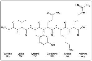 Peptide structure with amino acids: Gly, Val, Tyr, Gln, Lys, Arg.