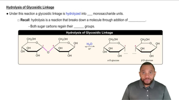 Hydrolysis of Glycosidic Linkage Concept 2