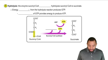 Phase C - Oxaloacetate Regeneration Concept 8