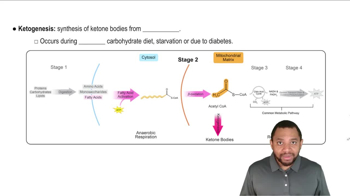 Ketone Bodies Concept 2