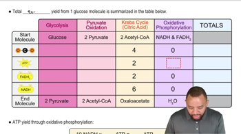 Total Energy From Glucose Concept 2