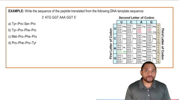 Translation: Protein Synthesis Example 3