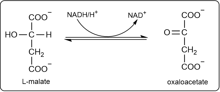 L-malate to oxaloacetate conversion with NADH/H+ and NAD+ using a curved arrow.