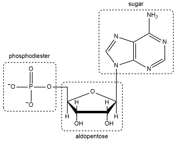 Diagram labeling the phosphodiester bond, sugar, and aldopentose in a nucleic acid structure.