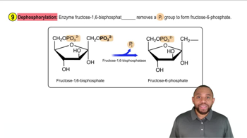 Gluconeogenesis Concept 10