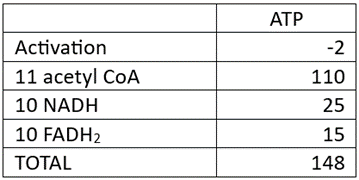 Table showing ATP yield calculation for Behenic acid with values: -2, 110, 25, 15, total 148.