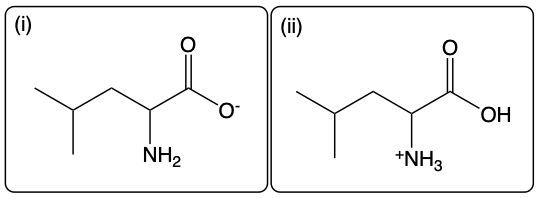 Amino acid Leu structure at high pH with O- and NH2; low pH with +NH3 and OH.