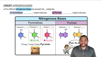 Nitrogenous Bases Concept 1