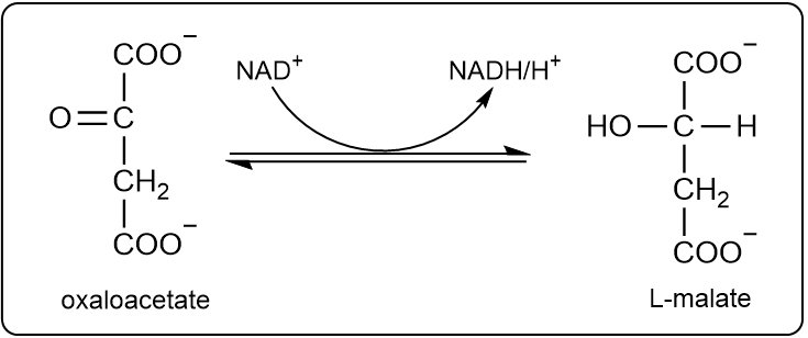 Oxaloacetate to L-malate conversion with NAD+ and NADH/H+ using a curved arrow.