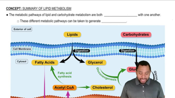 Summary of Lipid Metabolism Concept 1