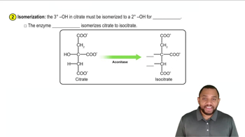 Phase B - Succinyl CoA Formation Concept 4