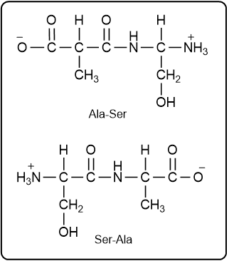 Structures of dipeptides Ala-Ser and Ser-Ala with labeled amino acids.