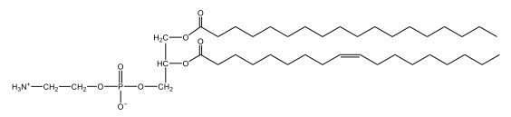 cephalin