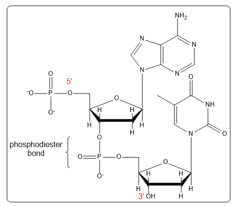 Dinucleotide CT structure with labeled 5' and 3' ends and phosphodiester bond.