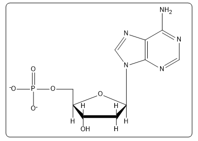 Structure of adenosine 5'-phosphate, a key ribonucleotide.