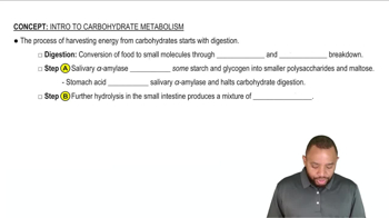 Intro To Carbohydrate Metabolism Concept 1