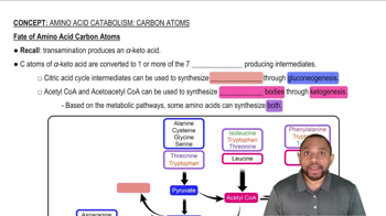 Amino Acid Catabolism: Carbon Atoms Concept 2