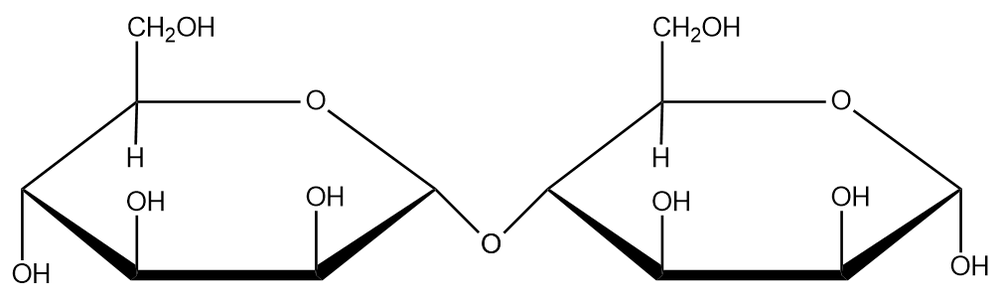 Structure of a disaccharide with α(1→4) glycosidic bond.