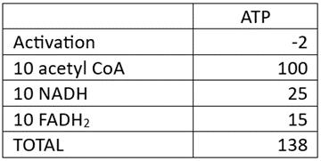 Table showing ATP yield calculation for Behenic acid with values: -2, 100, 25, 15, total 138.