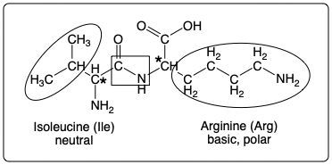 Peptide structure featuring Isoleucine and Arginine with marked R groups and bonds.