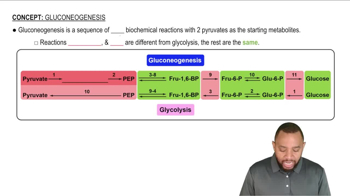 Gluconeogenesis Concept 1