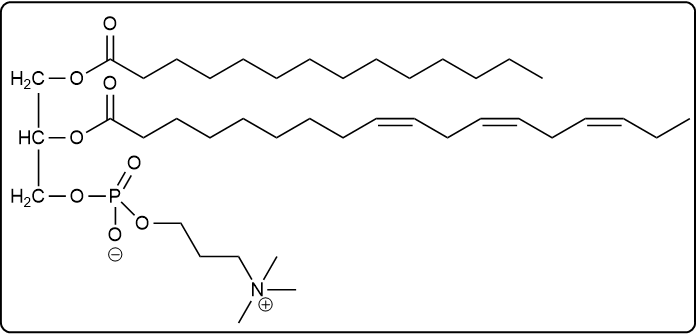 Glycerophospholipid structure with myristic acid, α-linolenic acid, phosphate, and N-methyl choline.