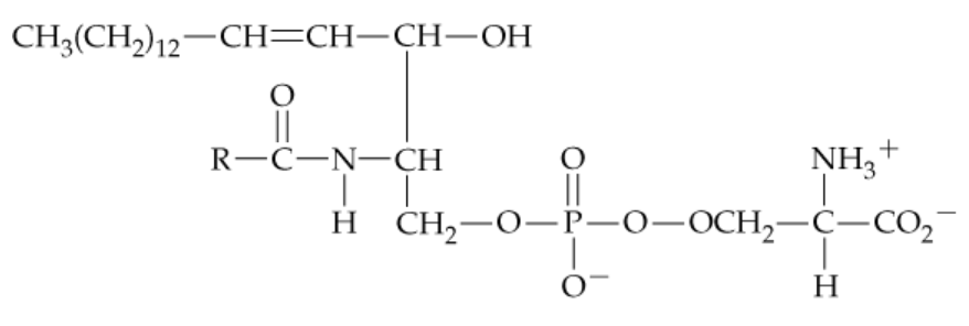 Chemical structure of a glycerophospholipid, showing functional groups and bonds for analysis.