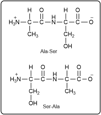 Structures of dipeptides Ala-Ser and Ser-Ala with amino acid labels.