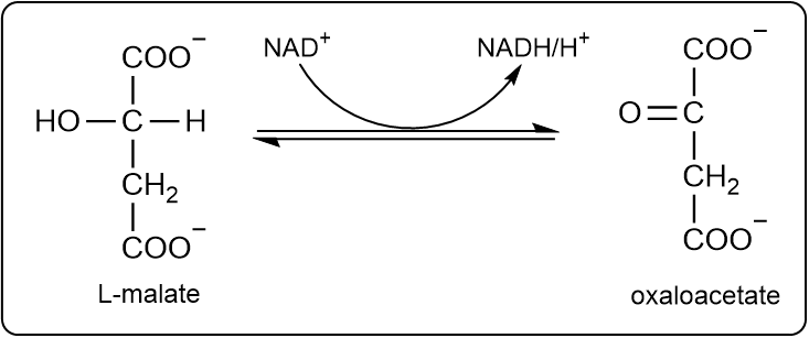 L-malate to oxaloacetate conversion with NAD+ and NADH/H+ using a curved arrow.