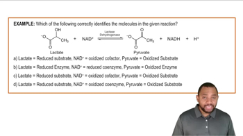 Nicotinamide Adenine Dinucleotide Example 2