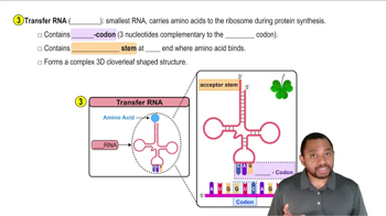 Types of RNA Concept 2