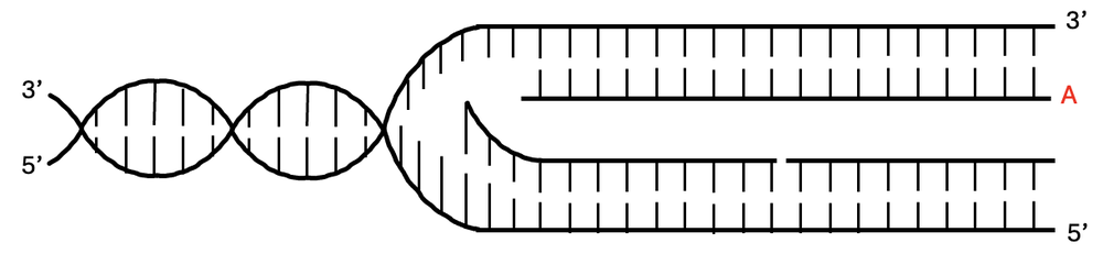 DNA replication fork showing strand A with DNA polymerase indicated.