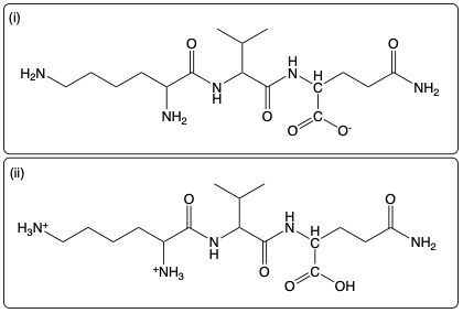 Tripeptide Lys-Val-Gln structure at low pH with ionized groups.