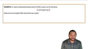 Intro to DNA Replication Example 3