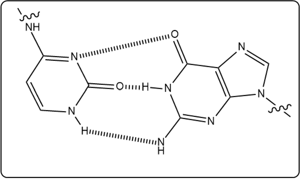 Cytosine and guanine base pair with hydrogen bonds, illustrating their pairing in DNA.