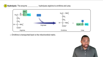 The Urea Cycle Concept 7