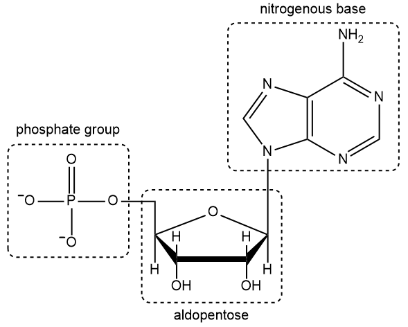 Diagram labeling the phosphate group, nitrogenous base, and aldopentose in a nucleic acid structure.