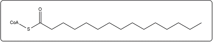 Activated myristic acid (14:0) structure with CoA and a thioester bond for β-oxidation.