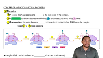 Translation: Protein Synthesis Concept 2