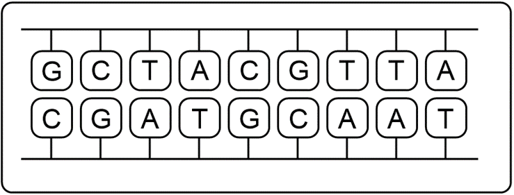 Diagram of DNA strands for transcription exercise.