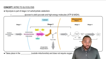 Intro to Glycolysis Concept 1