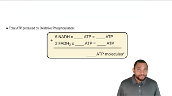 Oxidative Phosphorylation Concept 2