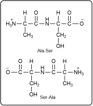 Structures of dipeptides Ala-Ser and Ser-Ala with labels for each amino acid.