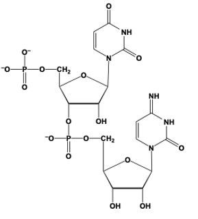 dinucleotide