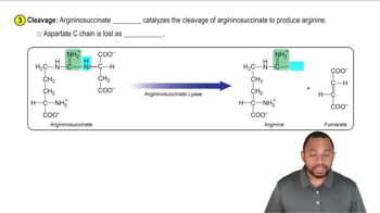 The Urea Cycle Concept 6