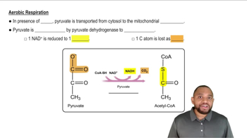 Pyruvate Oxidation Concept 2