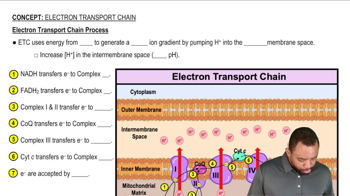 Electron Transport Chain Process Concept 2