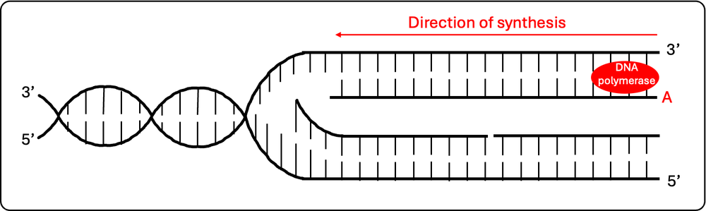 DNA replication fork with DNA polymerase and synthesis direction for strand A indicated.