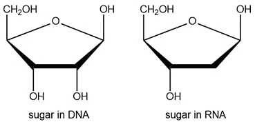 Structural comparison of DNA and RNA sugars, highlighting their oxygen differences.